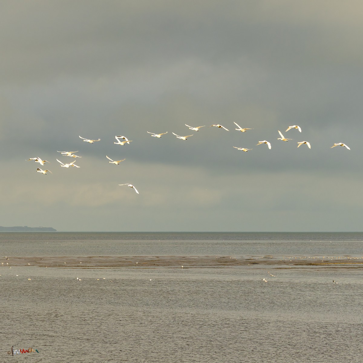 Cygne chanteur - ML645771591