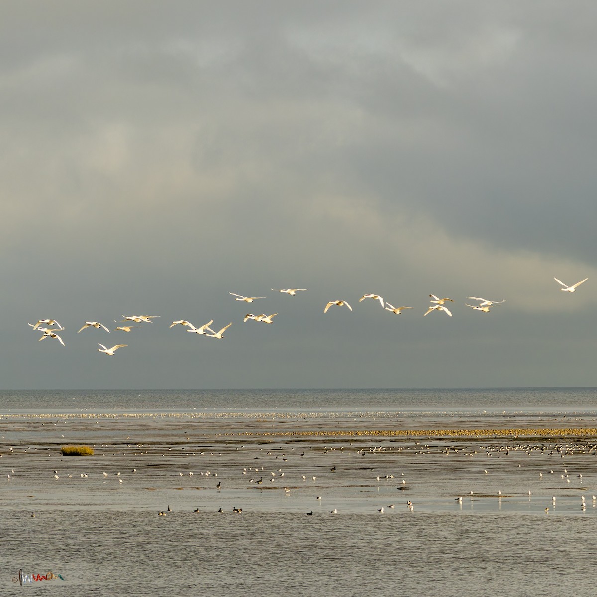 Cygne chanteur - ML645771592