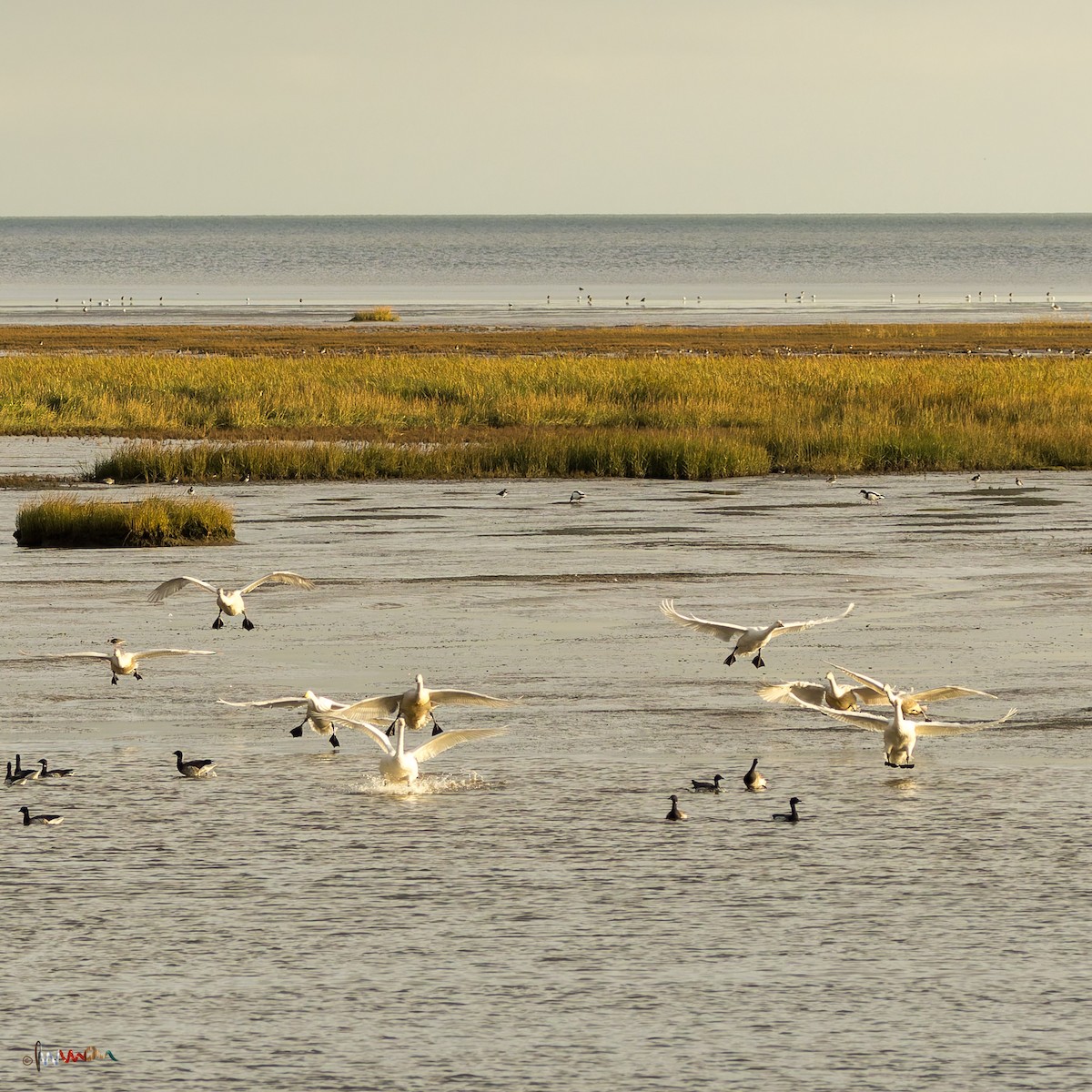 Cygne chanteur - ML645771593