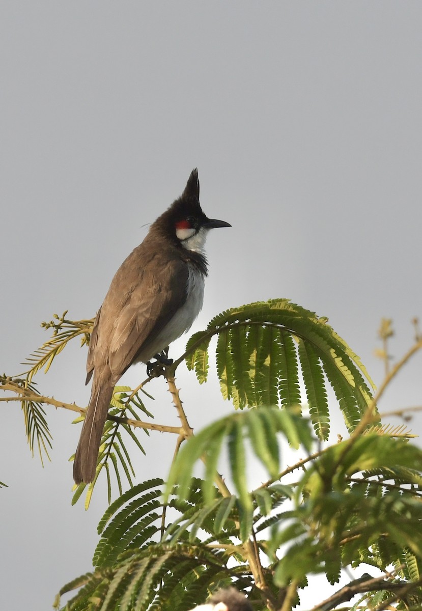 Bulbul orphée - ML645771594