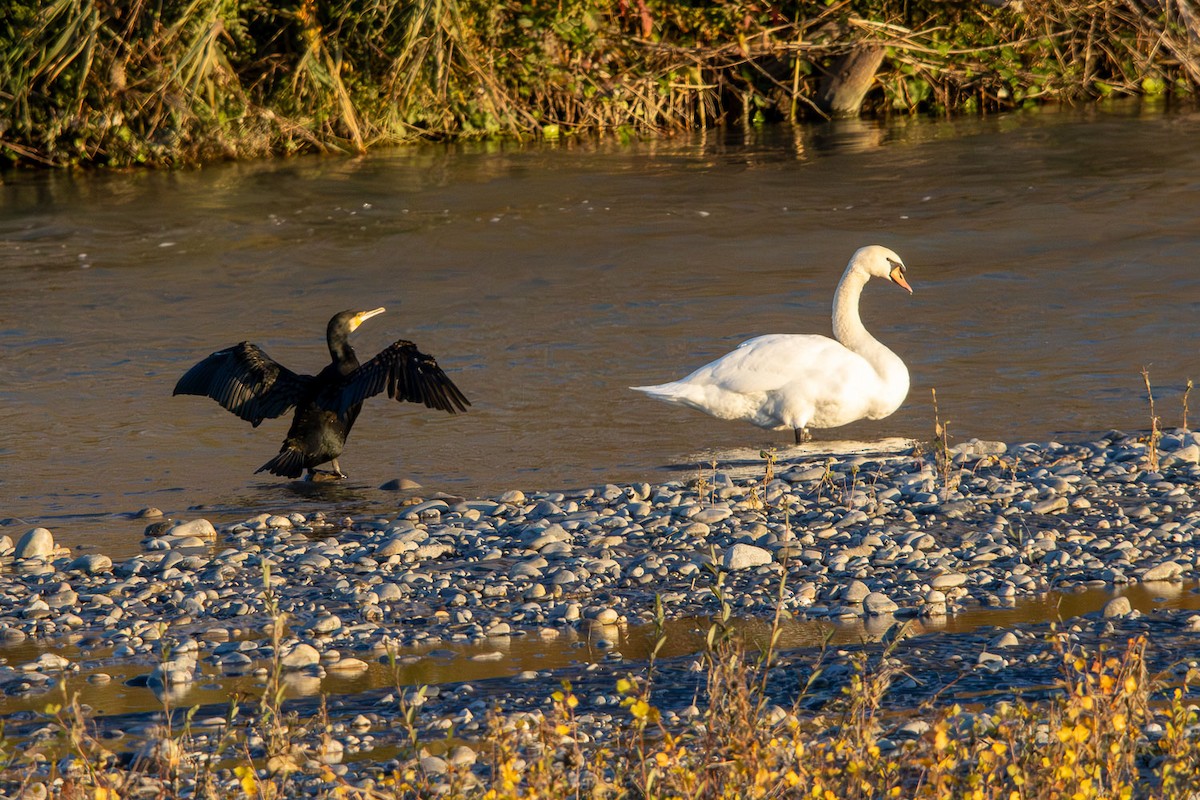 Cygne tuberculé - ML645771595