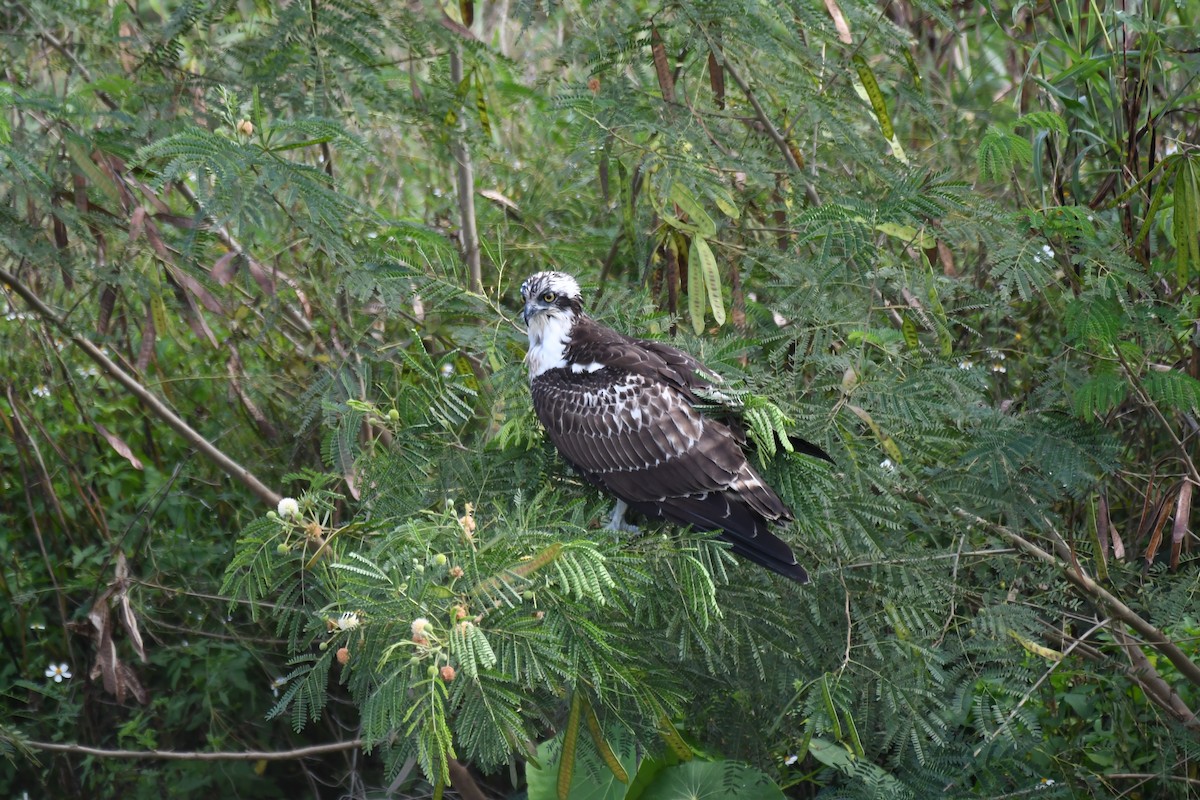 Balbuzard pêcheur - ML645771599