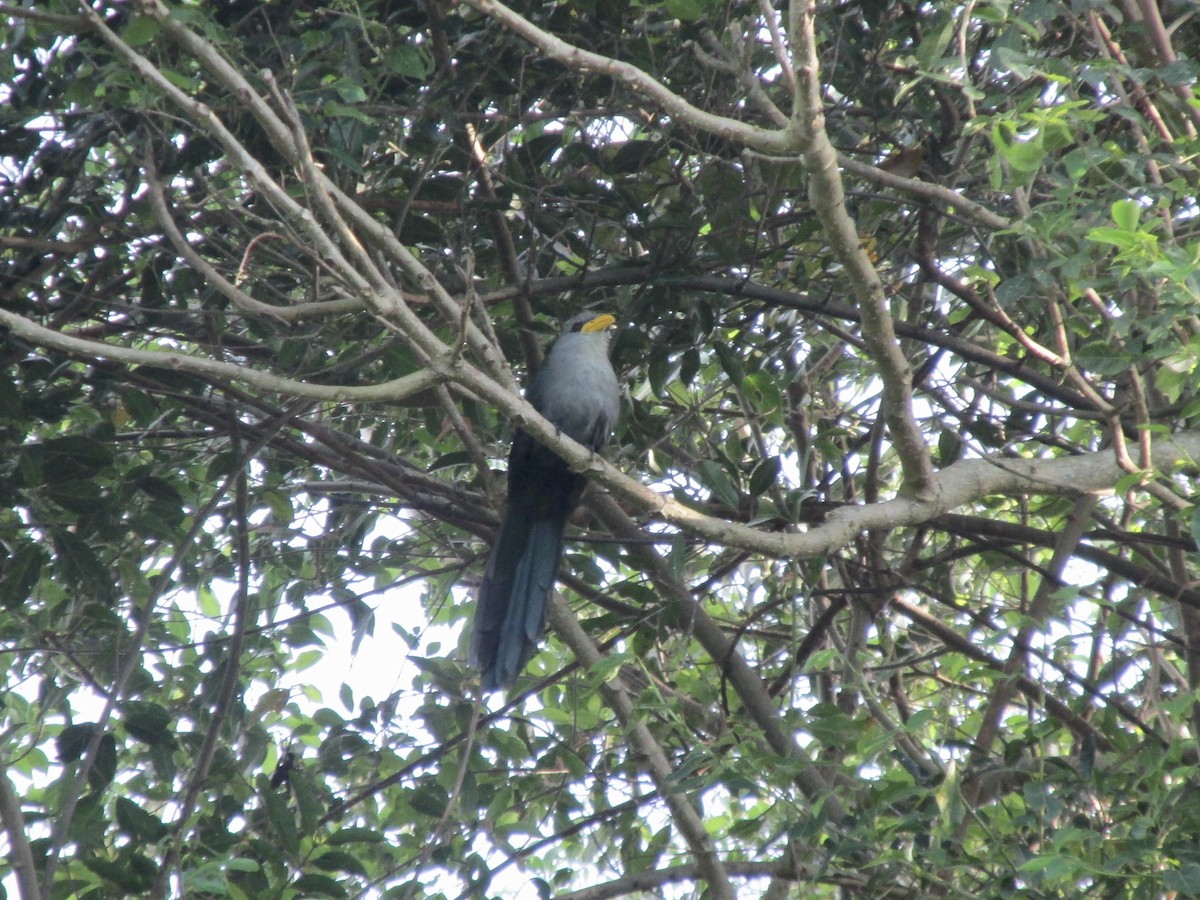 Green Malkoha - ML645771601