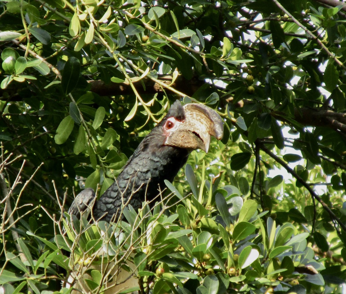 Trumpeter Hornbill - ML645771603