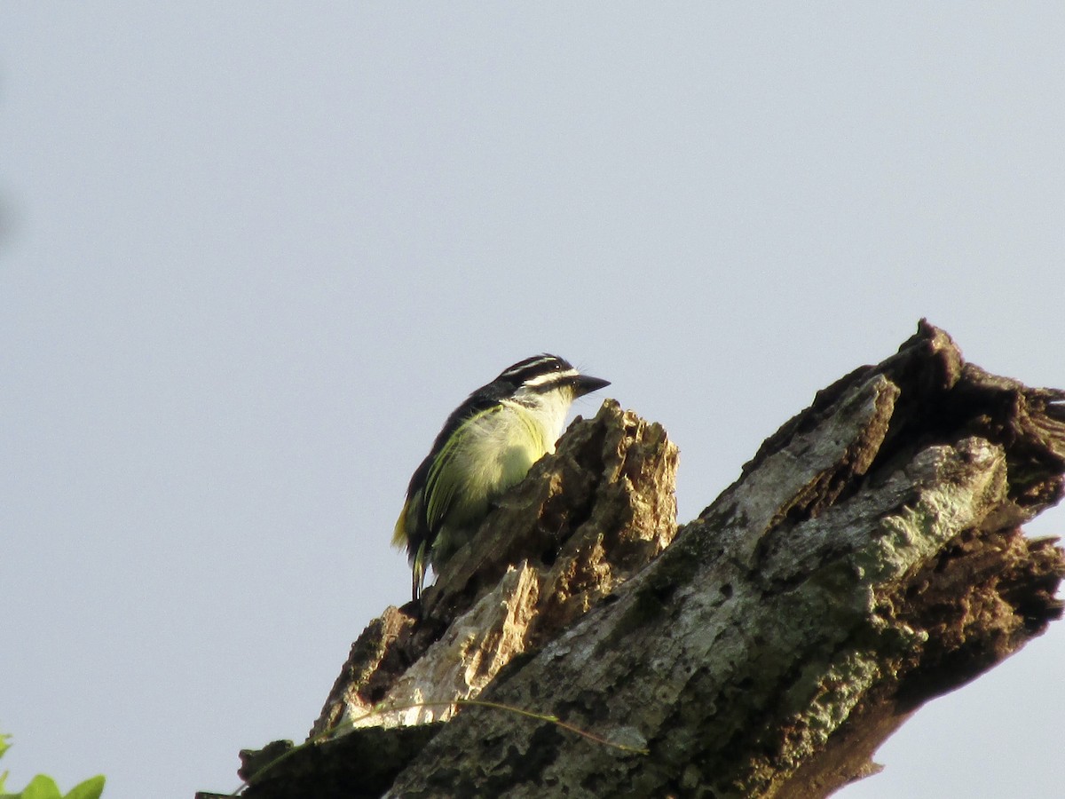 Yellow-rumped Tinkerbird - ML645771611