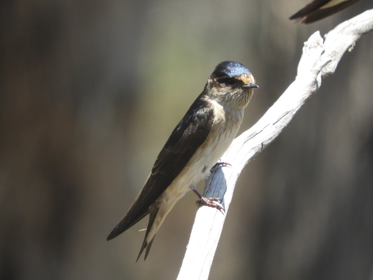 Tree Martin - ML645771623