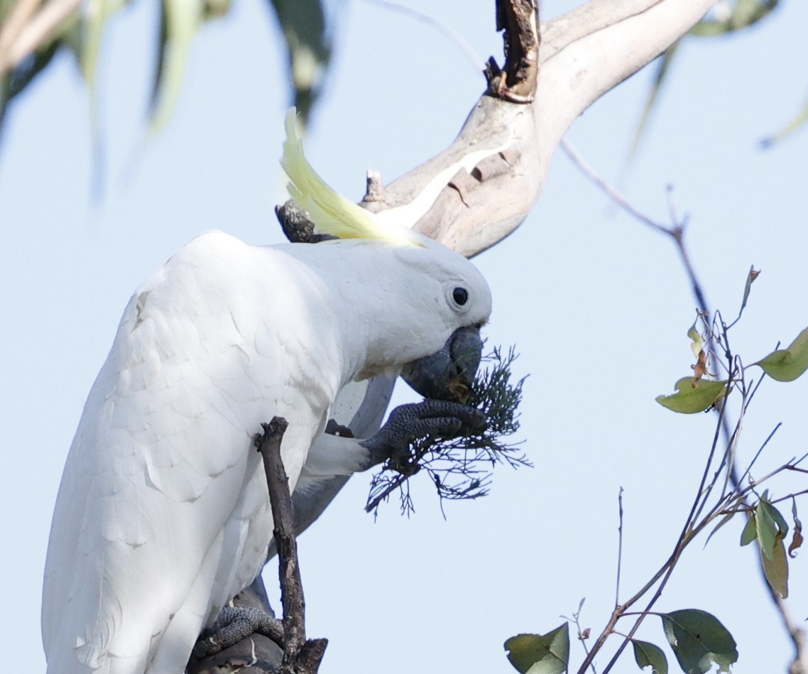 Sulphur-crested Cockatoo - ML645771624