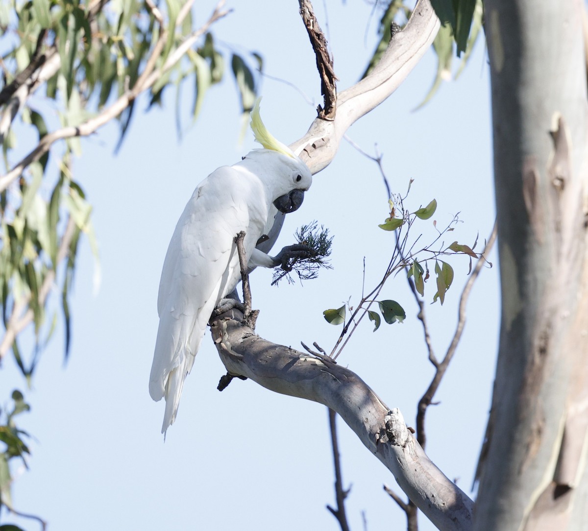 Sulphur-crested Cockatoo - ML645771627
