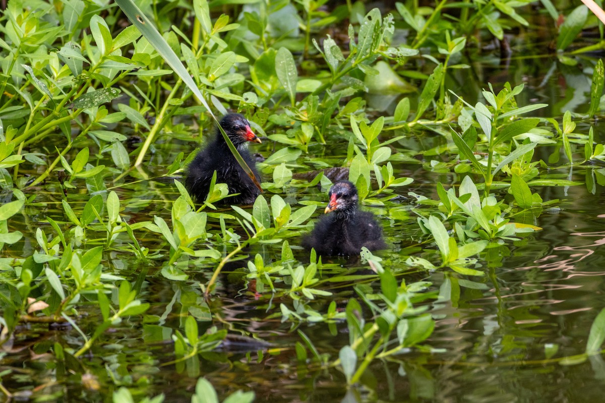 Eurasian Moorhen - ML645771631