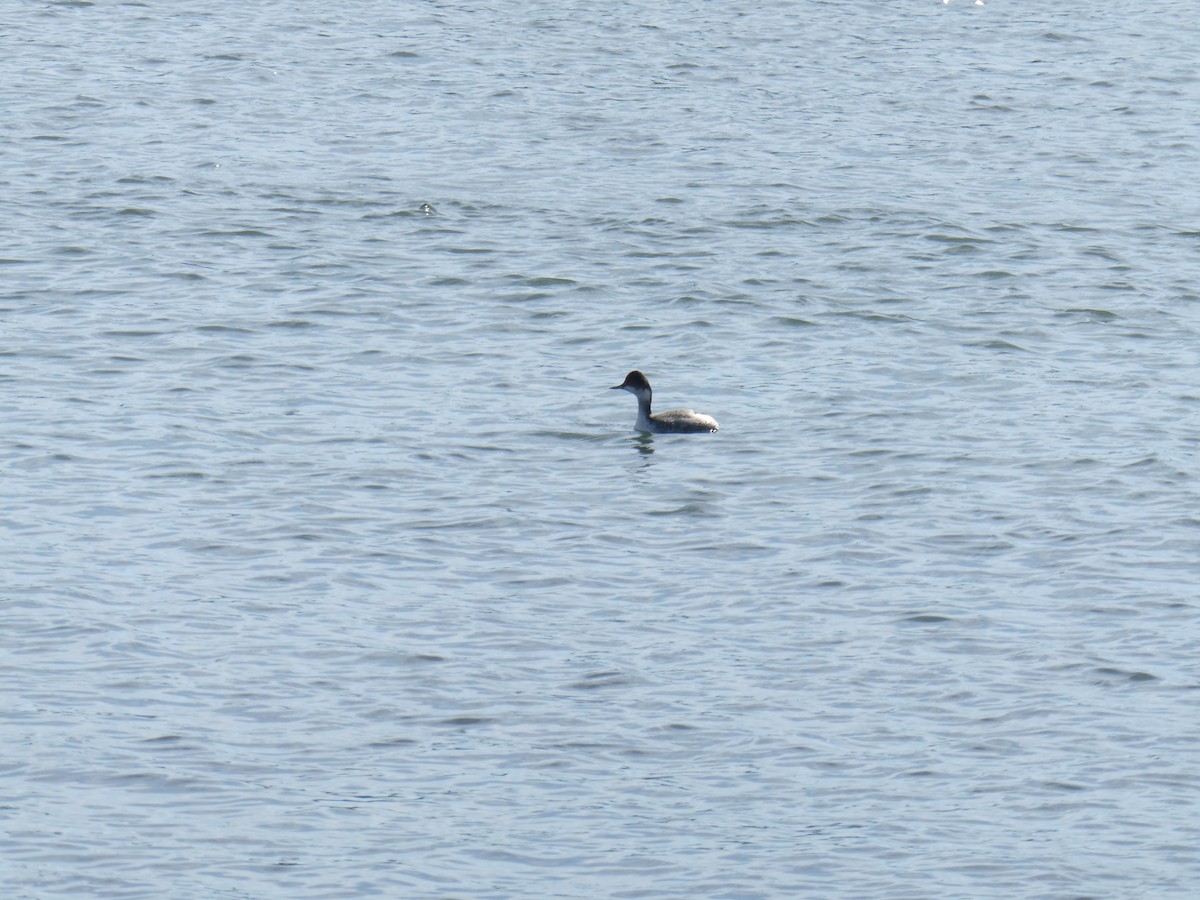 Eared Grebe - ML645771632