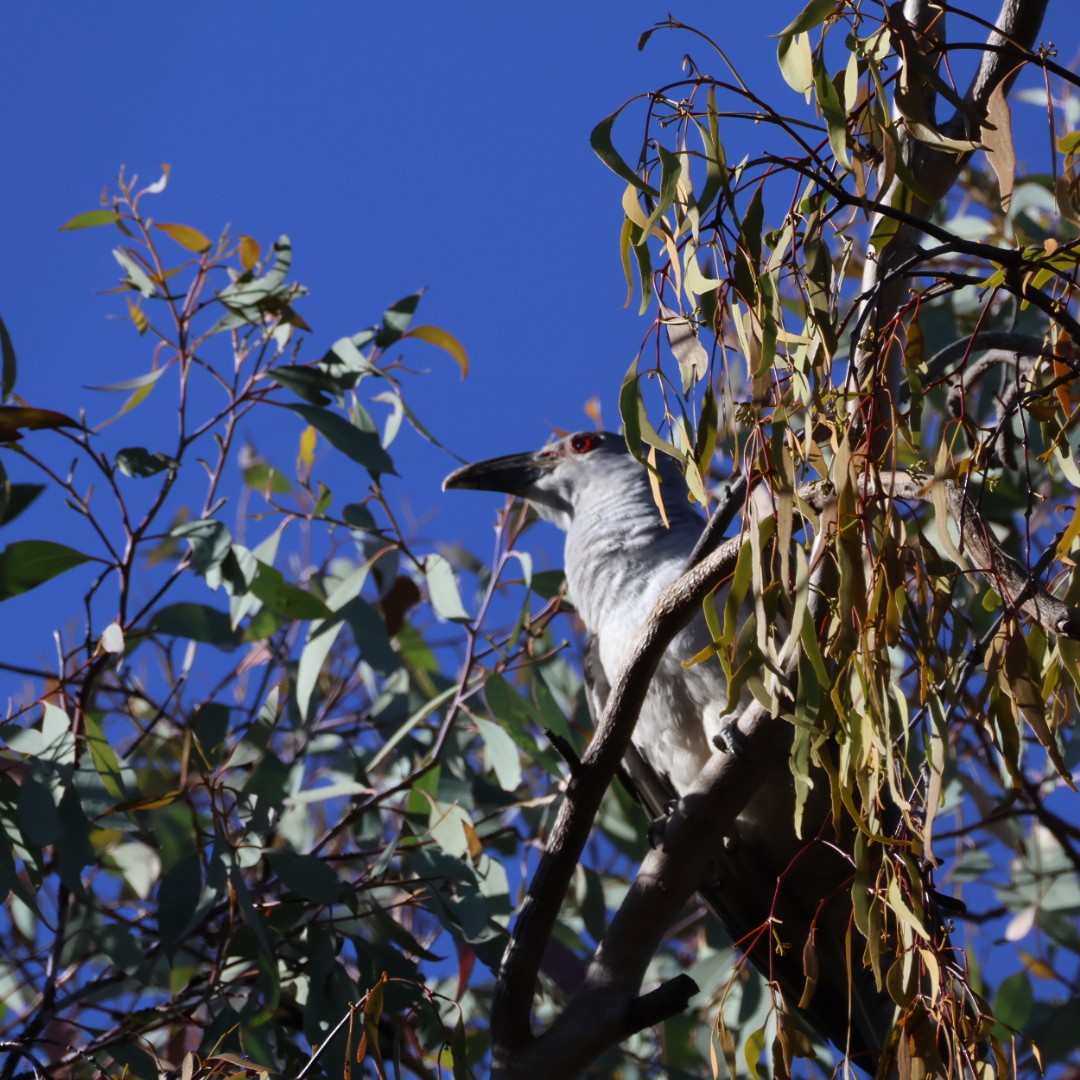 Channel-billed Cuckoo - ML645771636