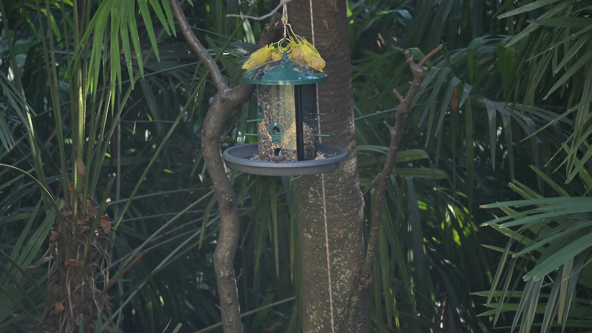 Marsh Tit - ML645771637