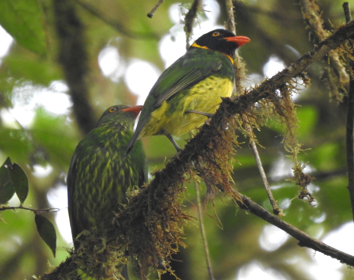 Orange-breasted Fruiteater - ML645771639