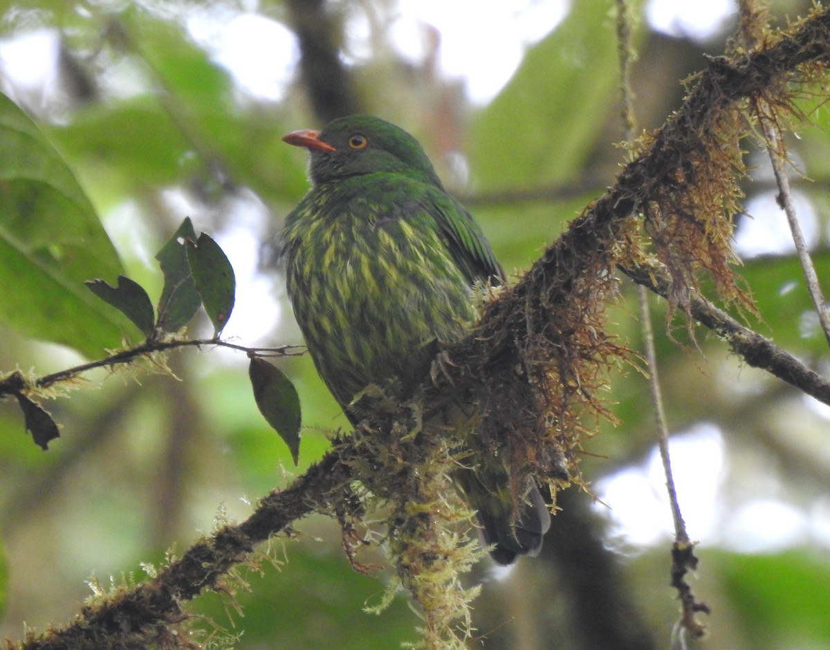 Orange-breasted Fruiteater - ML645771640