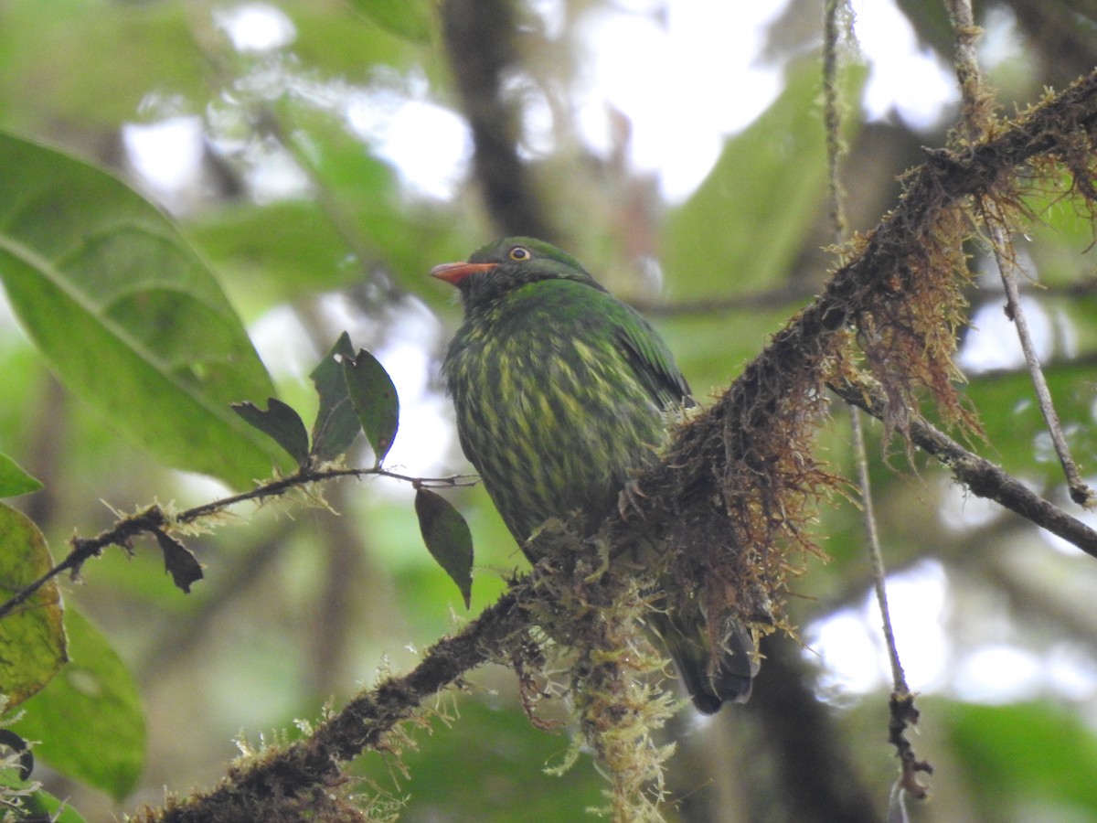 Orange-breasted Fruiteater - ML645771641