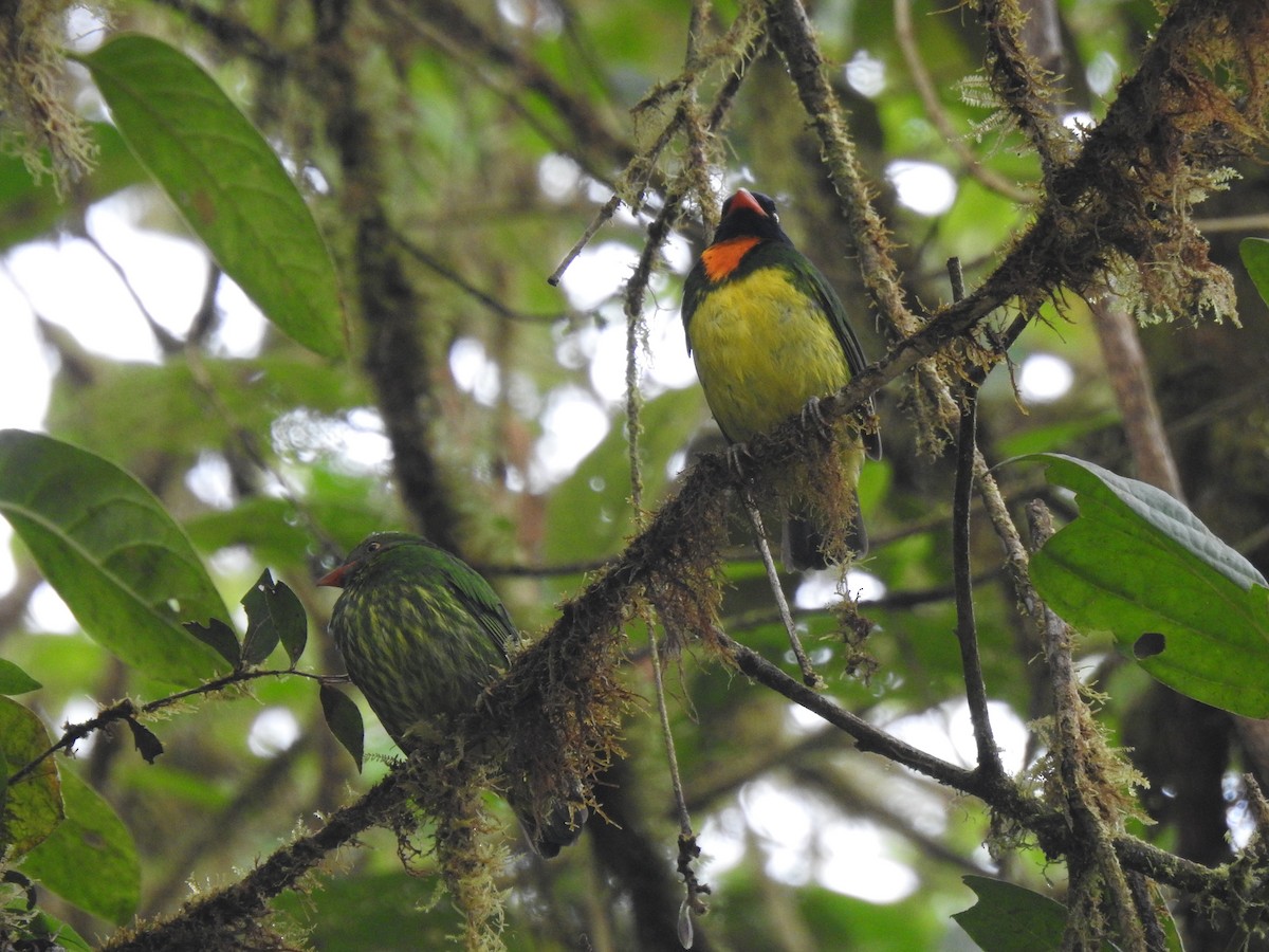 Orange-breasted Fruiteater - ML645771642