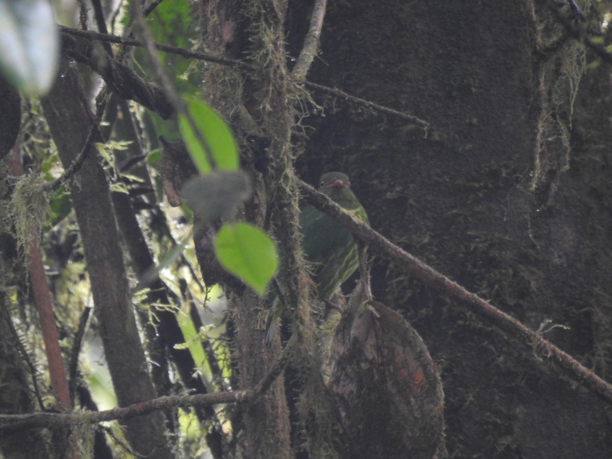 Orange-breasted Fruiteater - ML645771644