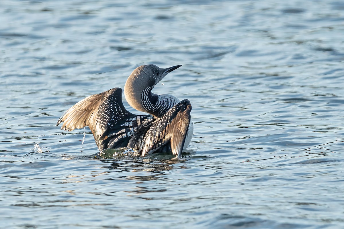 Arctic Loon - ML645771646