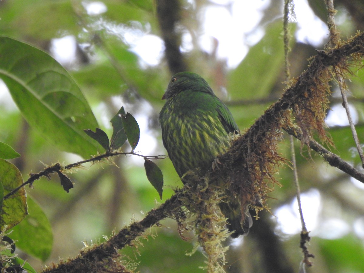 Orange-breasted Fruiteater - ML645771647