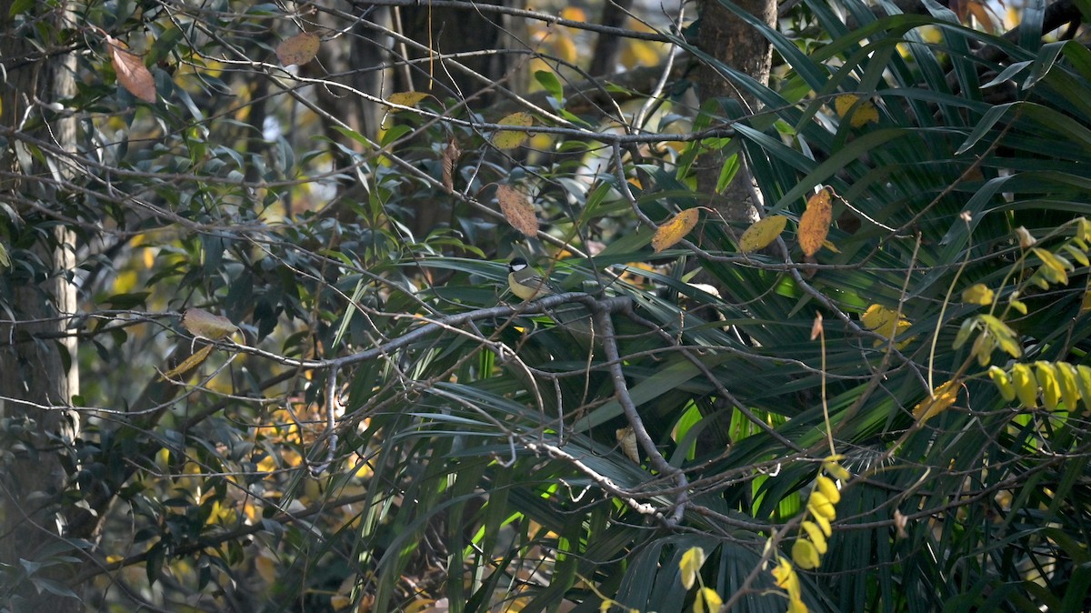 Great Tit - ML645771649