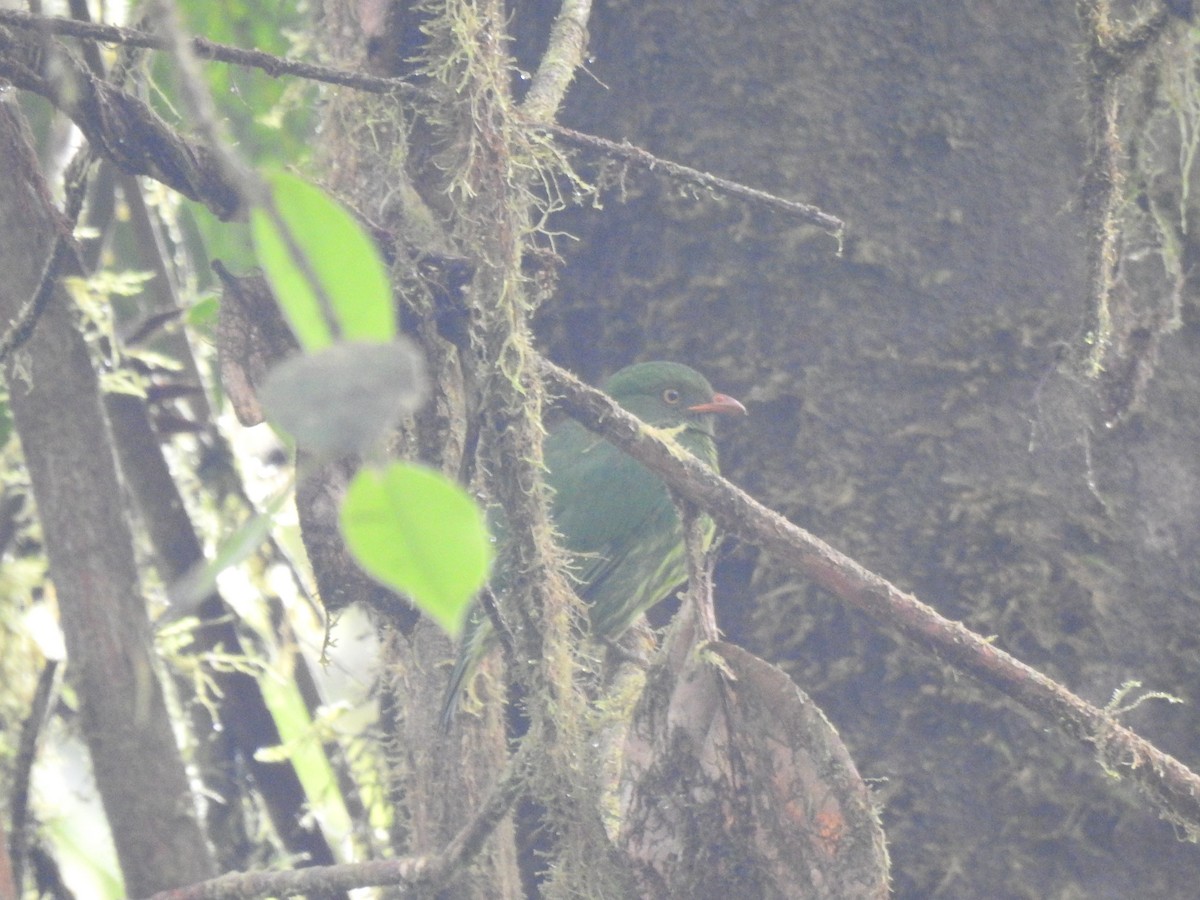 Orange-breasted Fruiteater - ML645771650