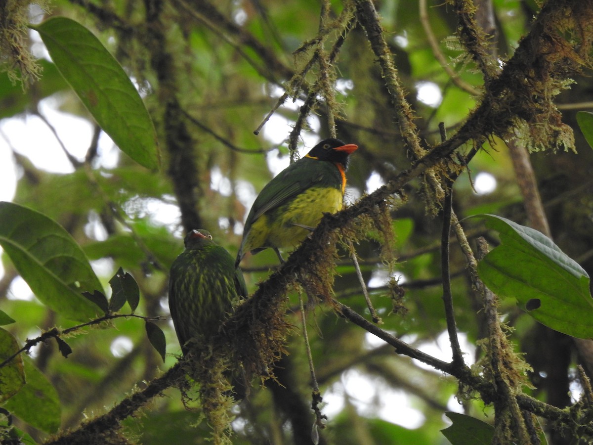 Orange-breasted Fruiteater - ML645771651