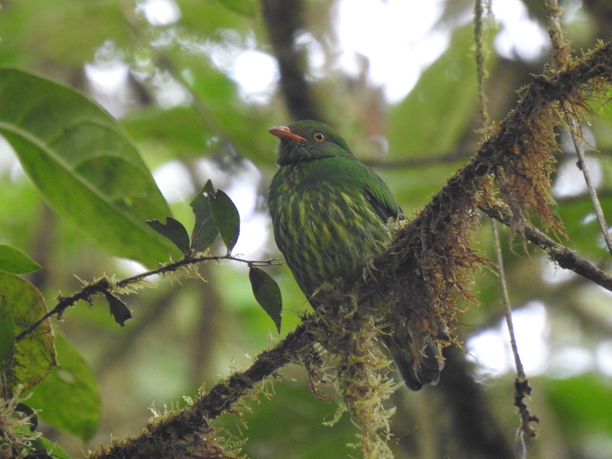 Orange-breasted Fruiteater - ML645771652