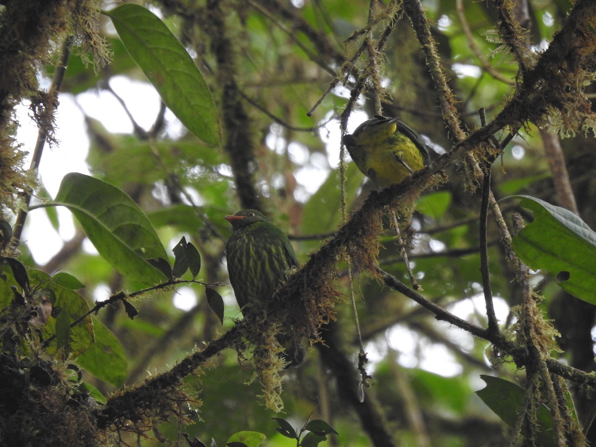 Orange-breasted Fruiteater - ML645771653