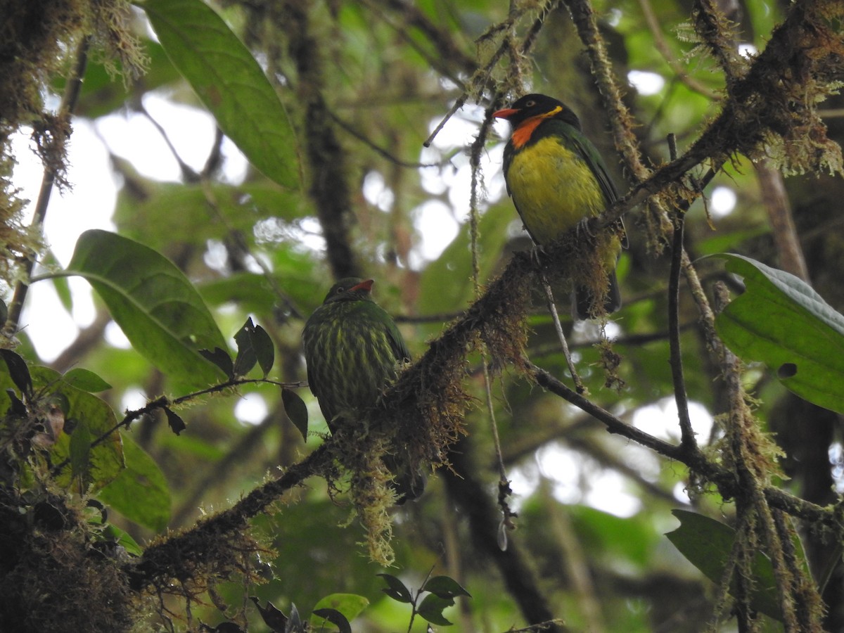 Orange-breasted Fruiteater - ML645771655
