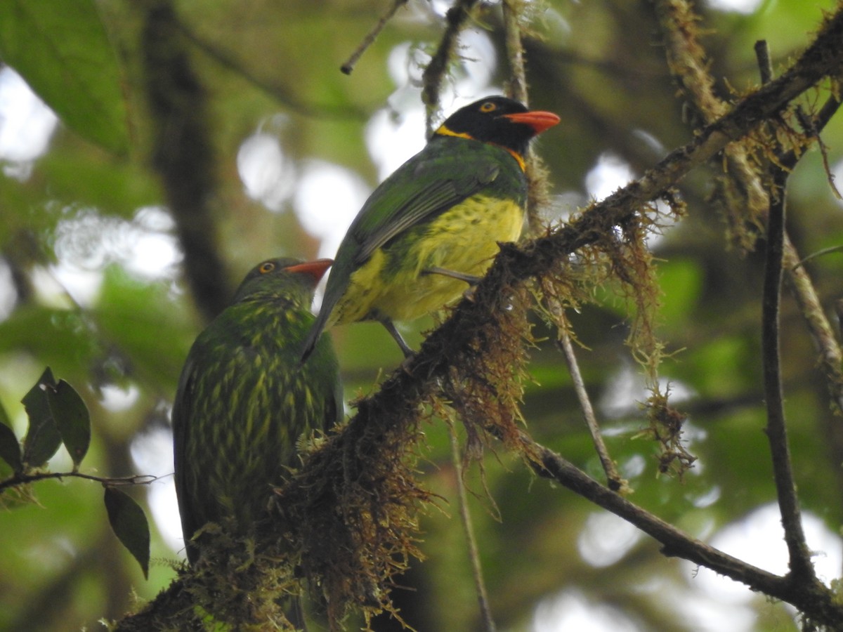 Orange-breasted Fruiteater - ML645771656