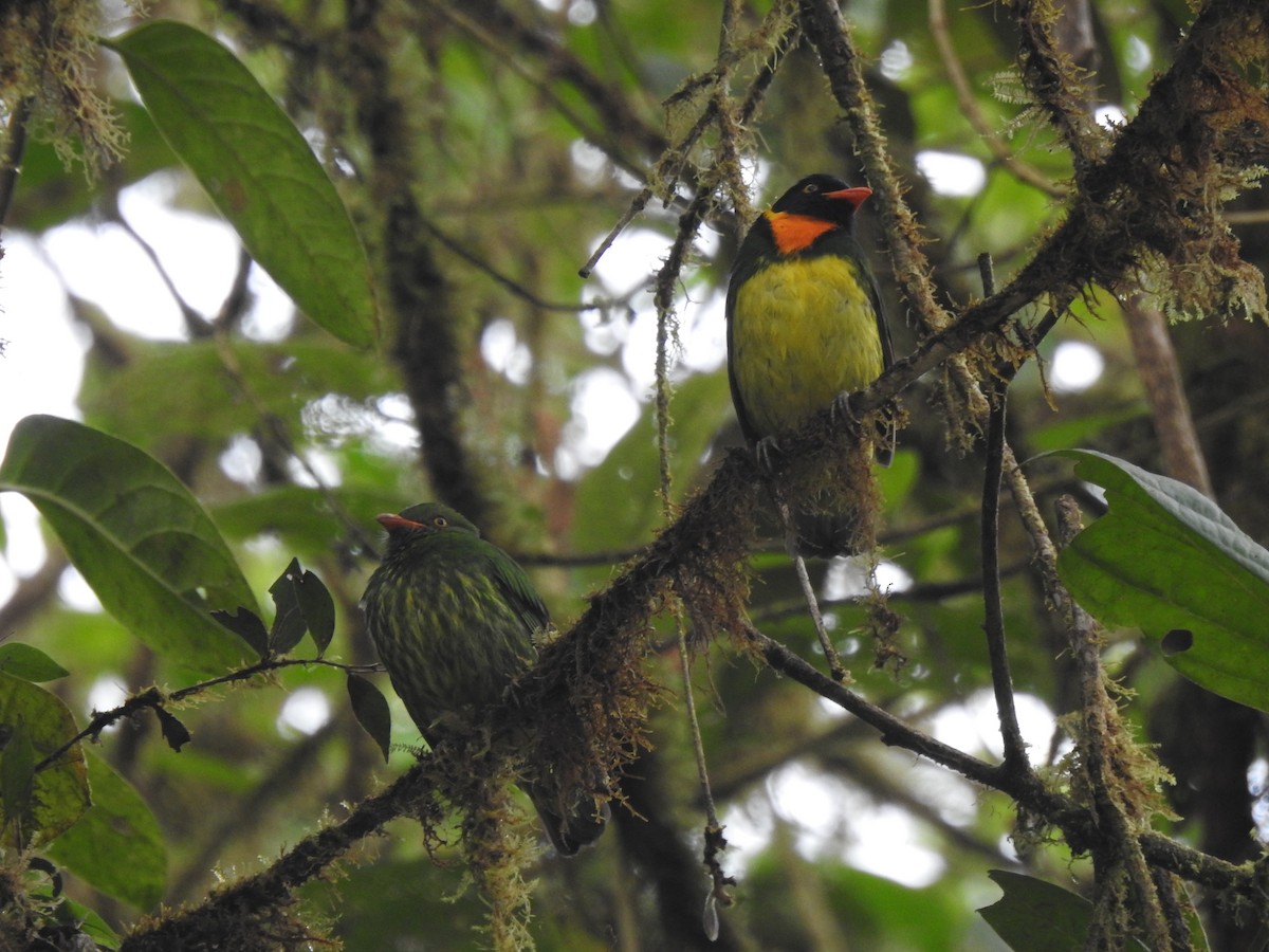 Orange-breasted Fruiteater - ML645771657