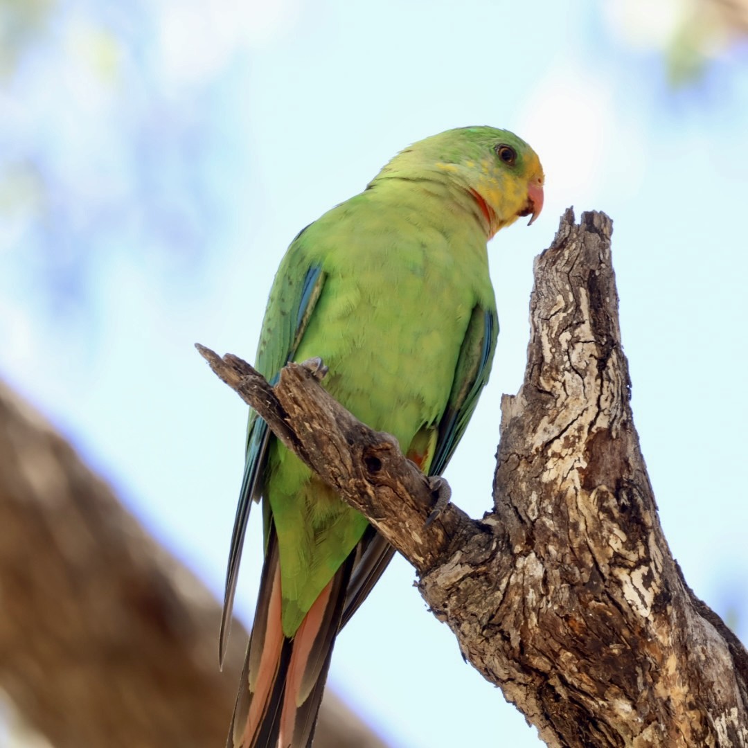 Superb Parrot - ML645771658