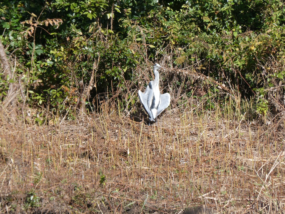 アオサギ - ML645771660