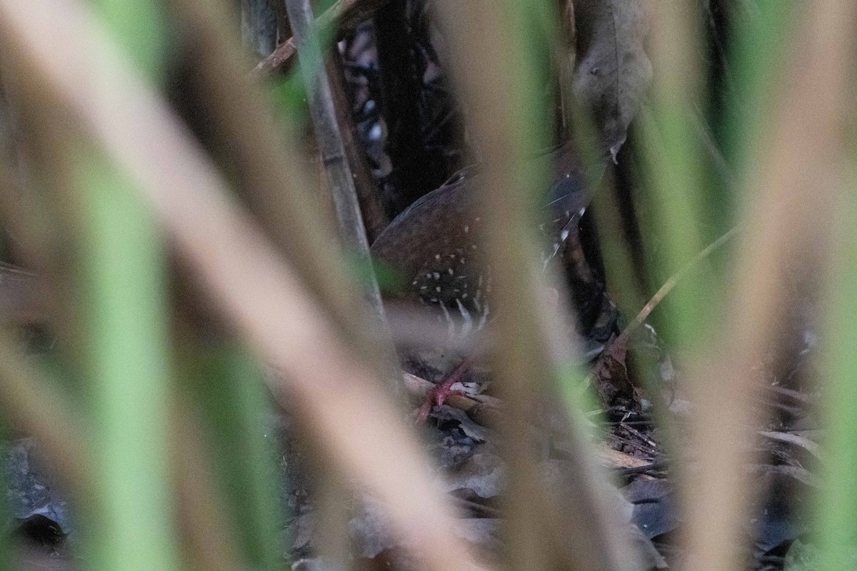 Red-legged Crake - ML645771661