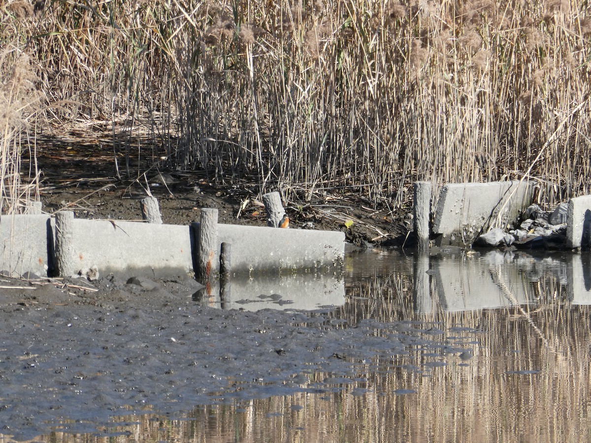 カワセミ - ML645771662