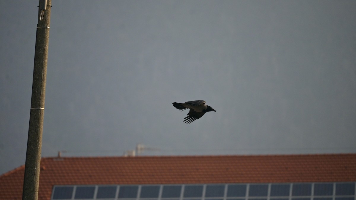 עורב אפור - ML645771672