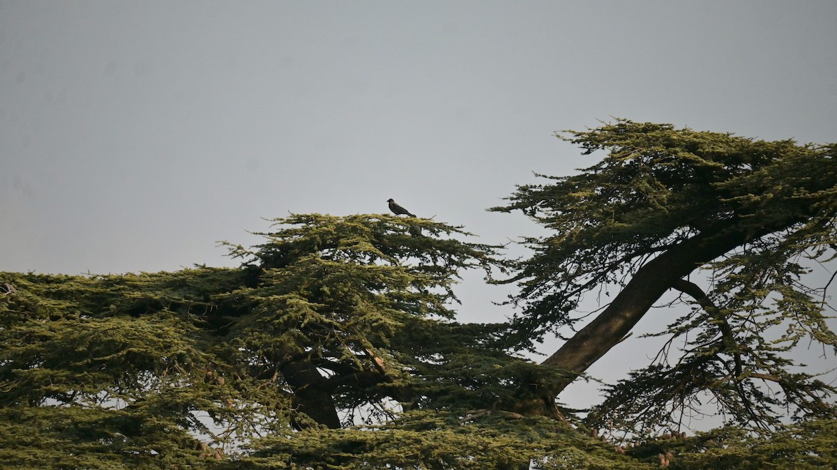 עורב אפור - ML645771673