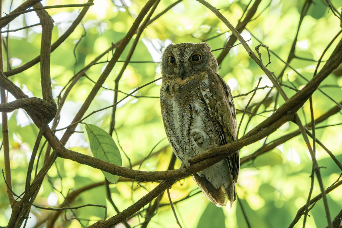 Oriental Scops-Owl - ML645771684