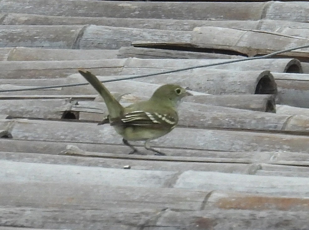 Small-billed Elaenia - ML645771691