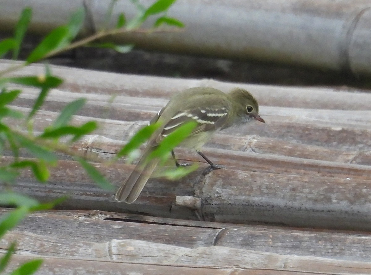 Small-billed Elaenia - ML645771693