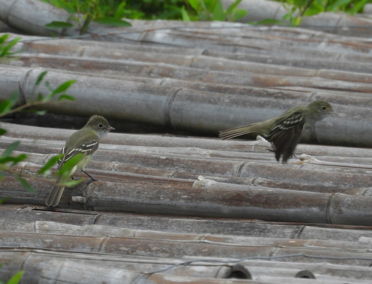 Small-billed Elaenia - ML645771694
