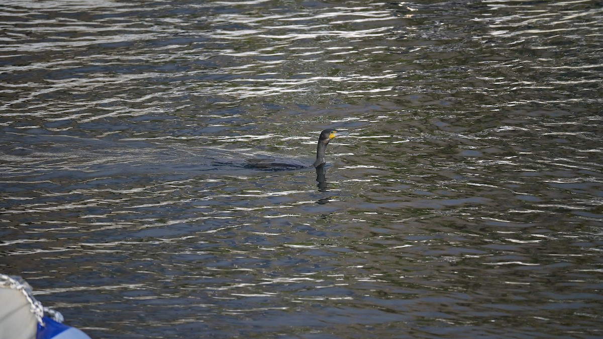 storskarv - ML645771701