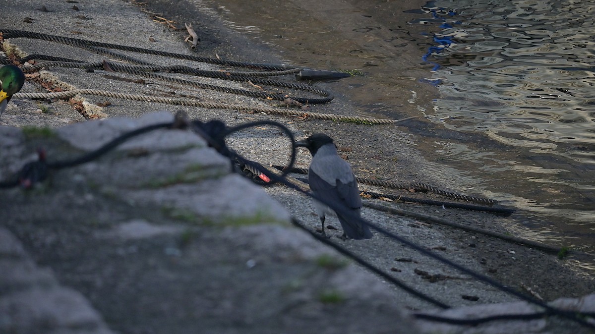 עורב אפור - ML645771723