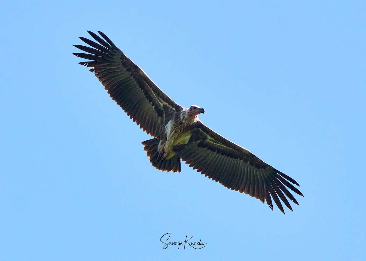 Red-headed Vulture - ML645771727