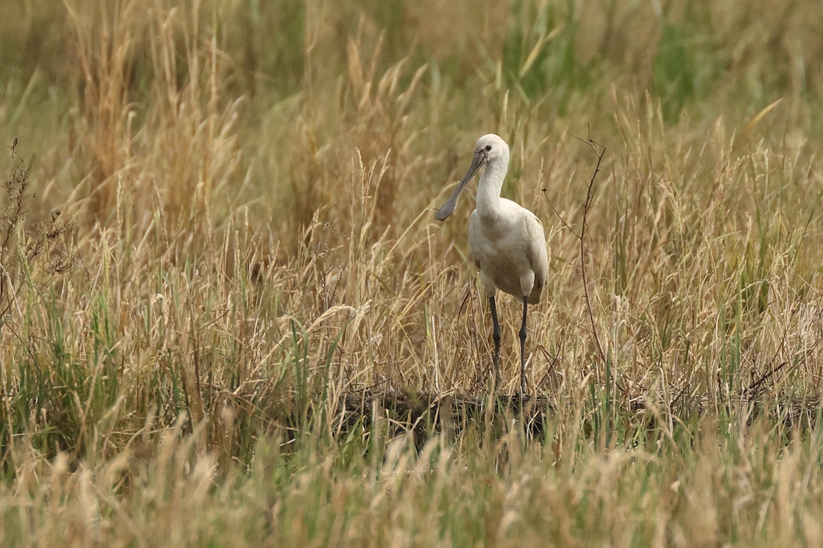 Eurasian Spoonbill - ML645771731