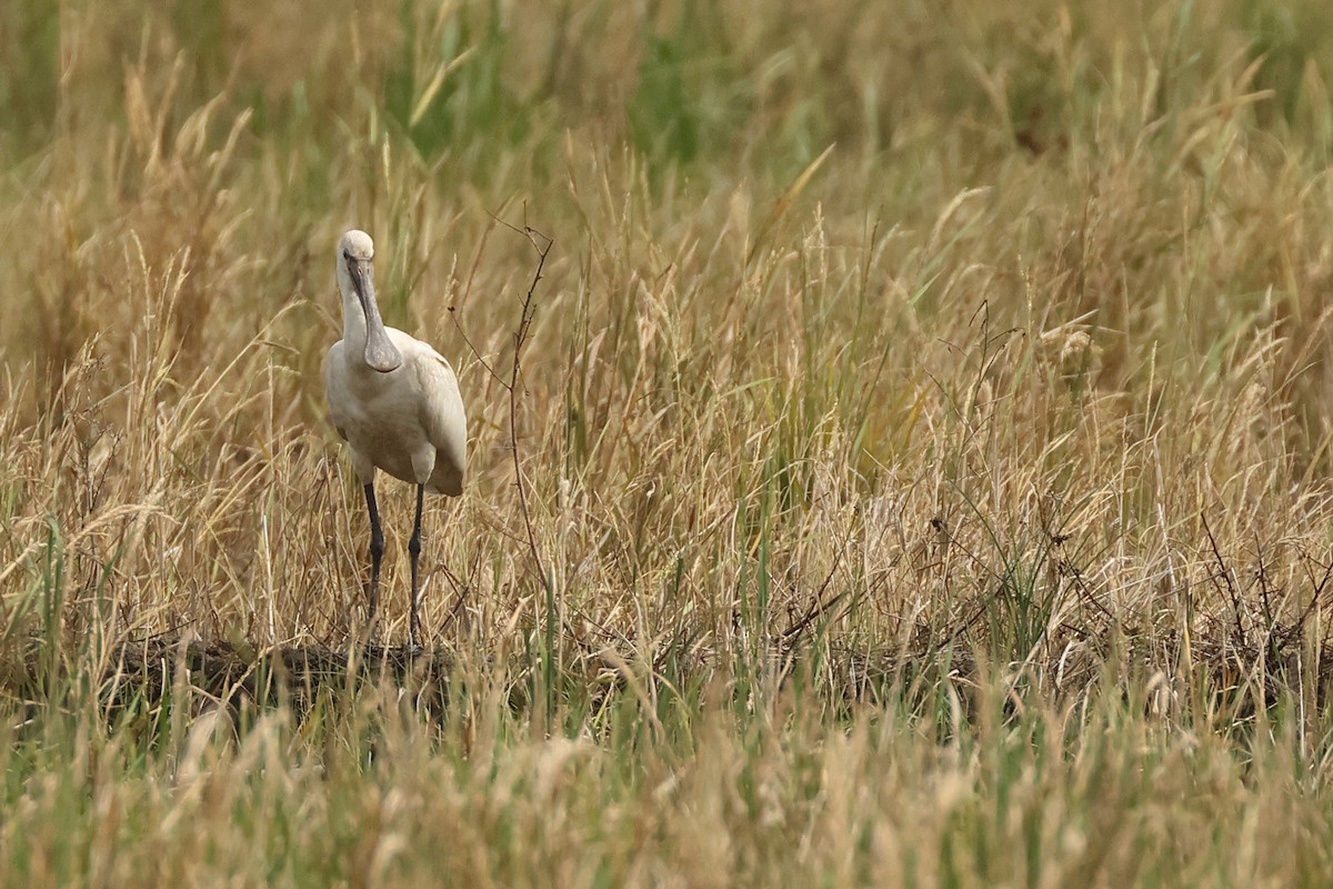 Eurasian Spoonbill - ML645771733