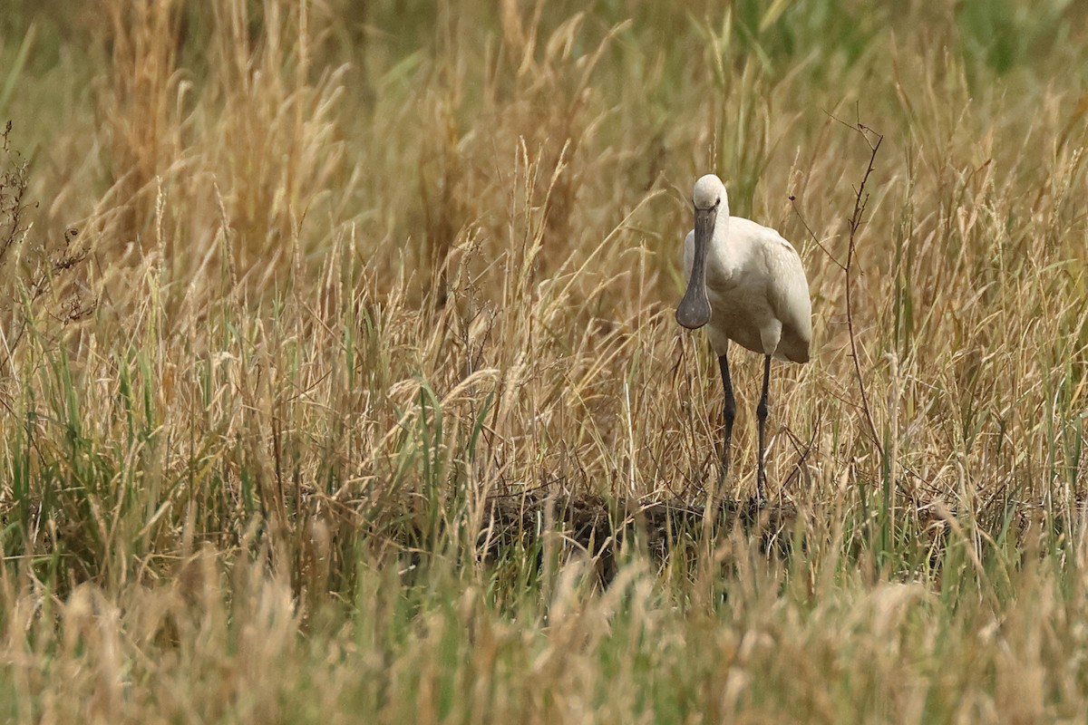 Eurasian Spoonbill - ML645771734