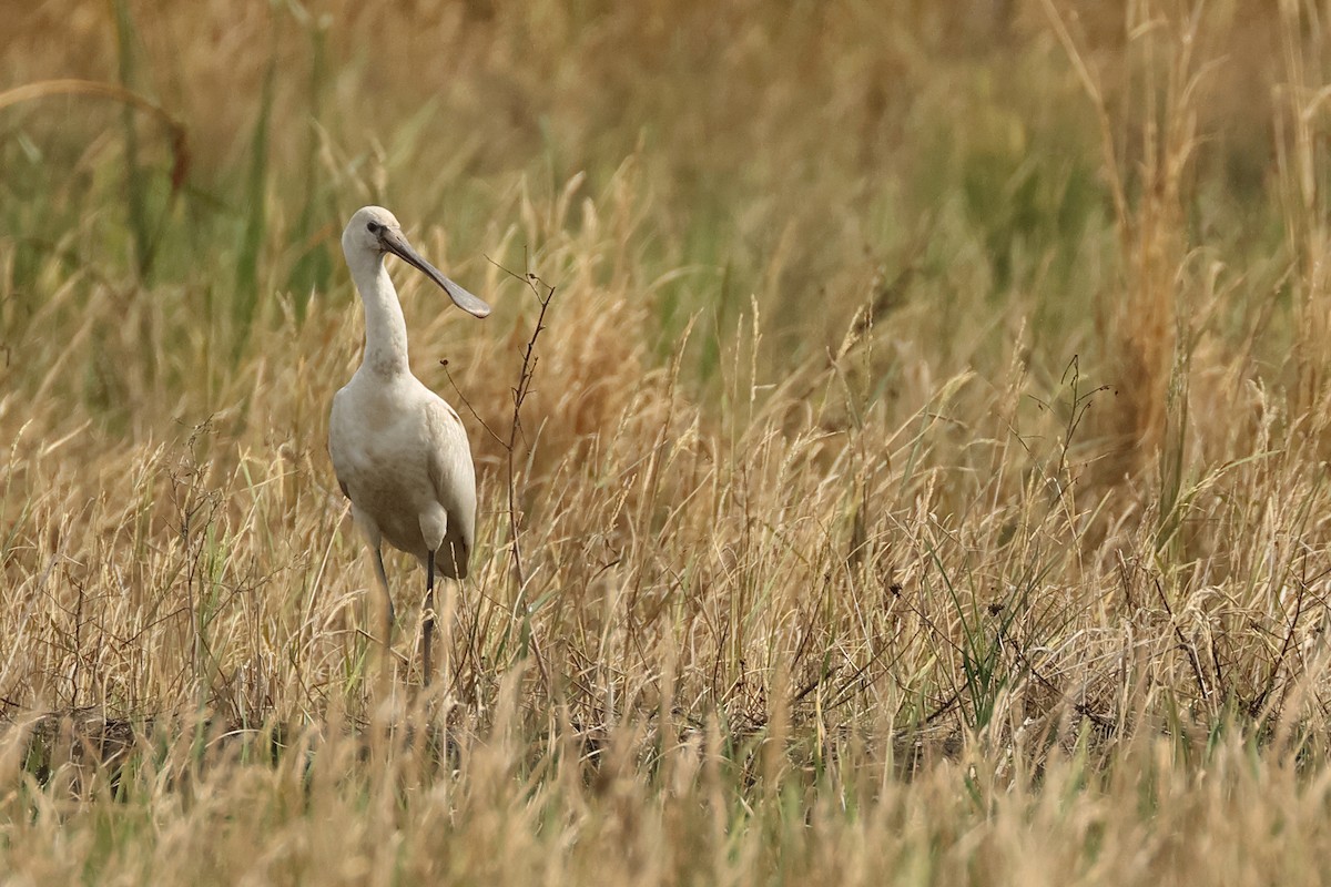 Eurasian Spoonbill - ML645771735
