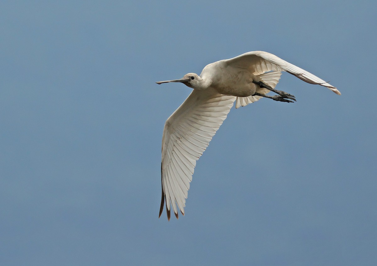 Eurasian Spoonbill - ML645771736