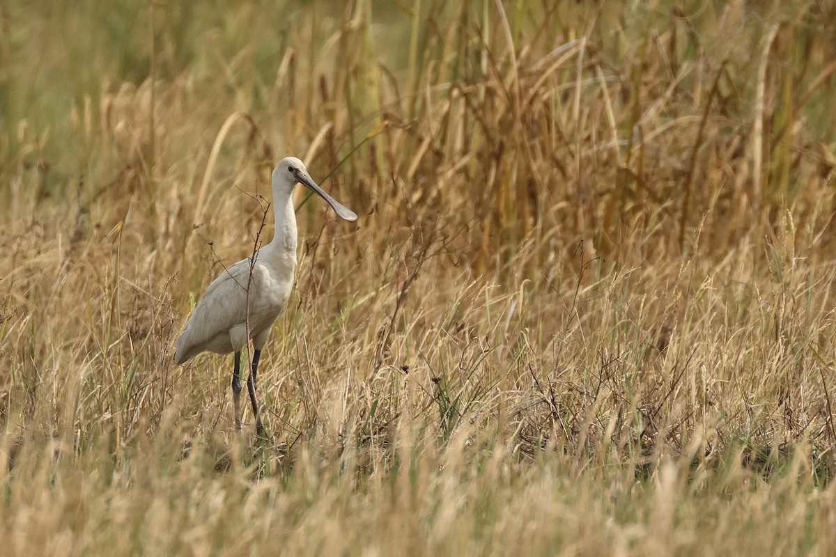 Eurasian Spoonbill - ML645771737